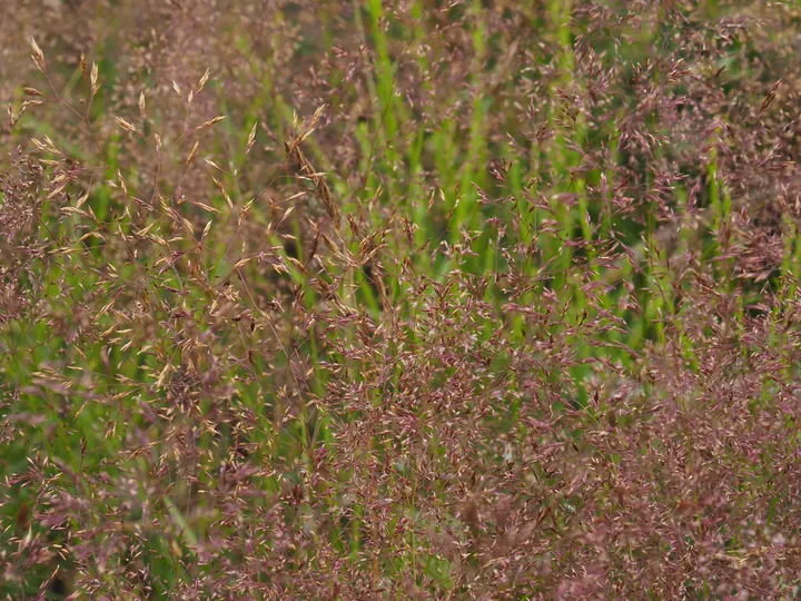 Coulnifontaine (België) (samenvloeiing westelijke en oostelijke Ourthe)